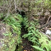 Plants: image 76 Of 208 Thumb